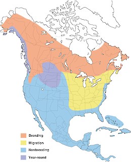 Figure 1. Breeding and nonbreeding (wintering) distribution of the Merlin in North America. - Range Map