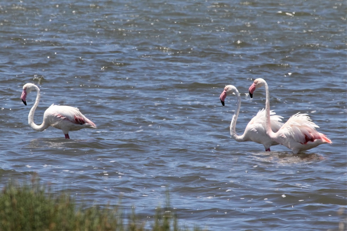 Greater Flamingo - ML315037231