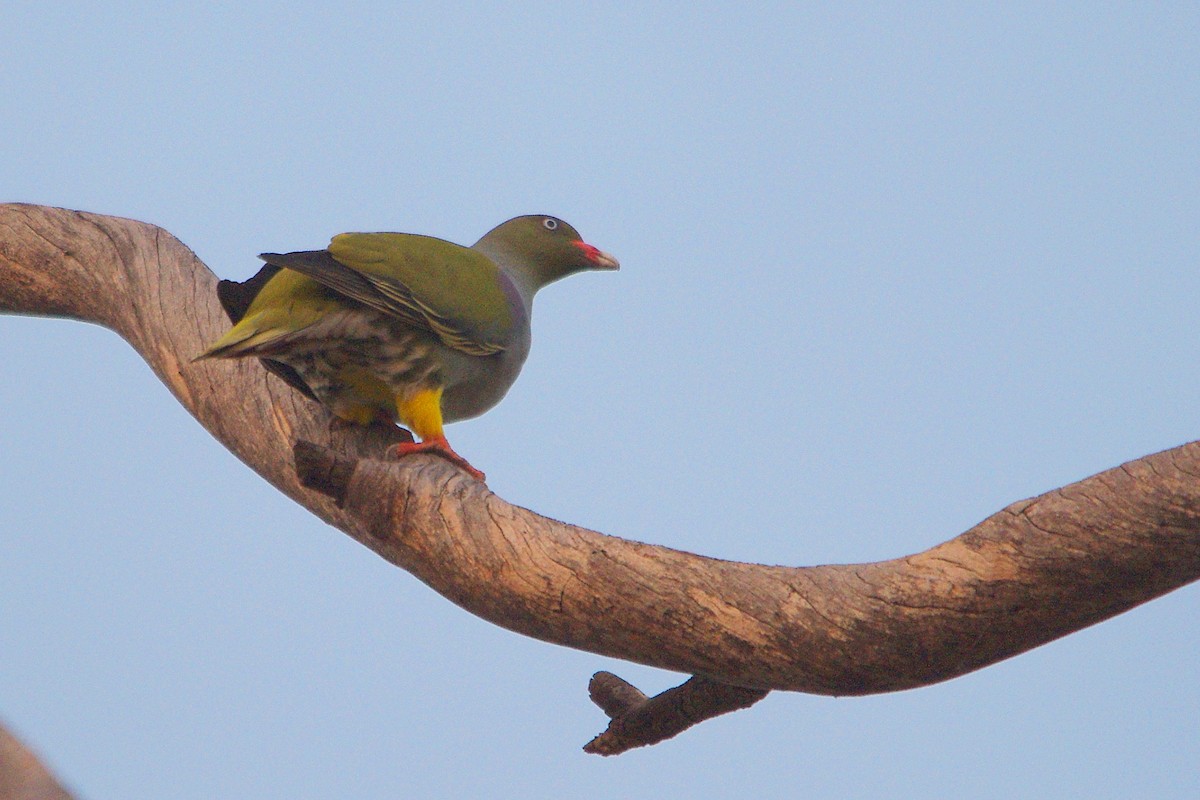 African Green-Pigeon - Chris Chafer