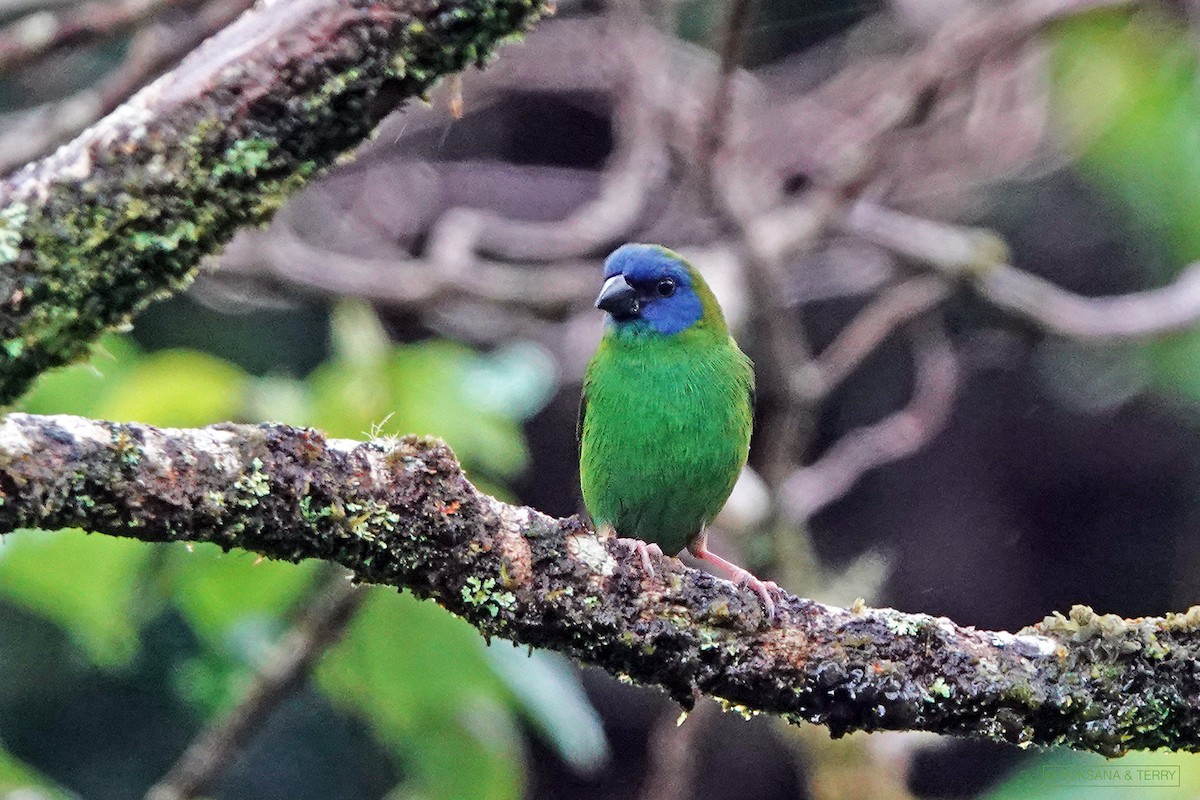 Blue-faced Parrotfinch - ML315043051