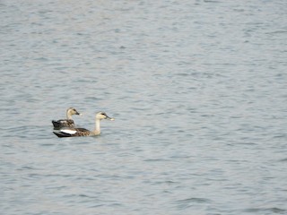 Indian Spot-billed Duck, ML315044541