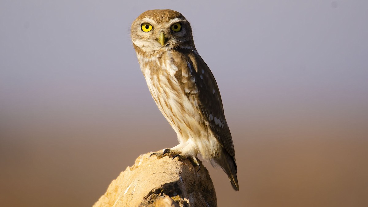 Little Owl - Sinan Yılmaz