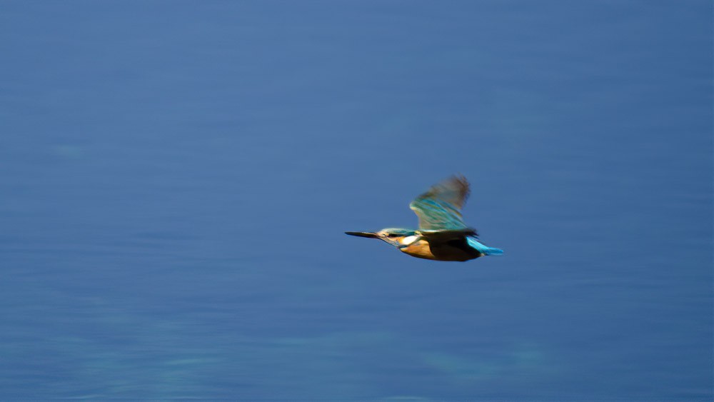 Common Kingfisher - Sinan Yılmaz