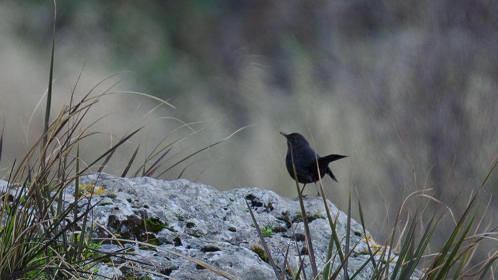 Eurasian Blackbird - Sinan Yılmaz