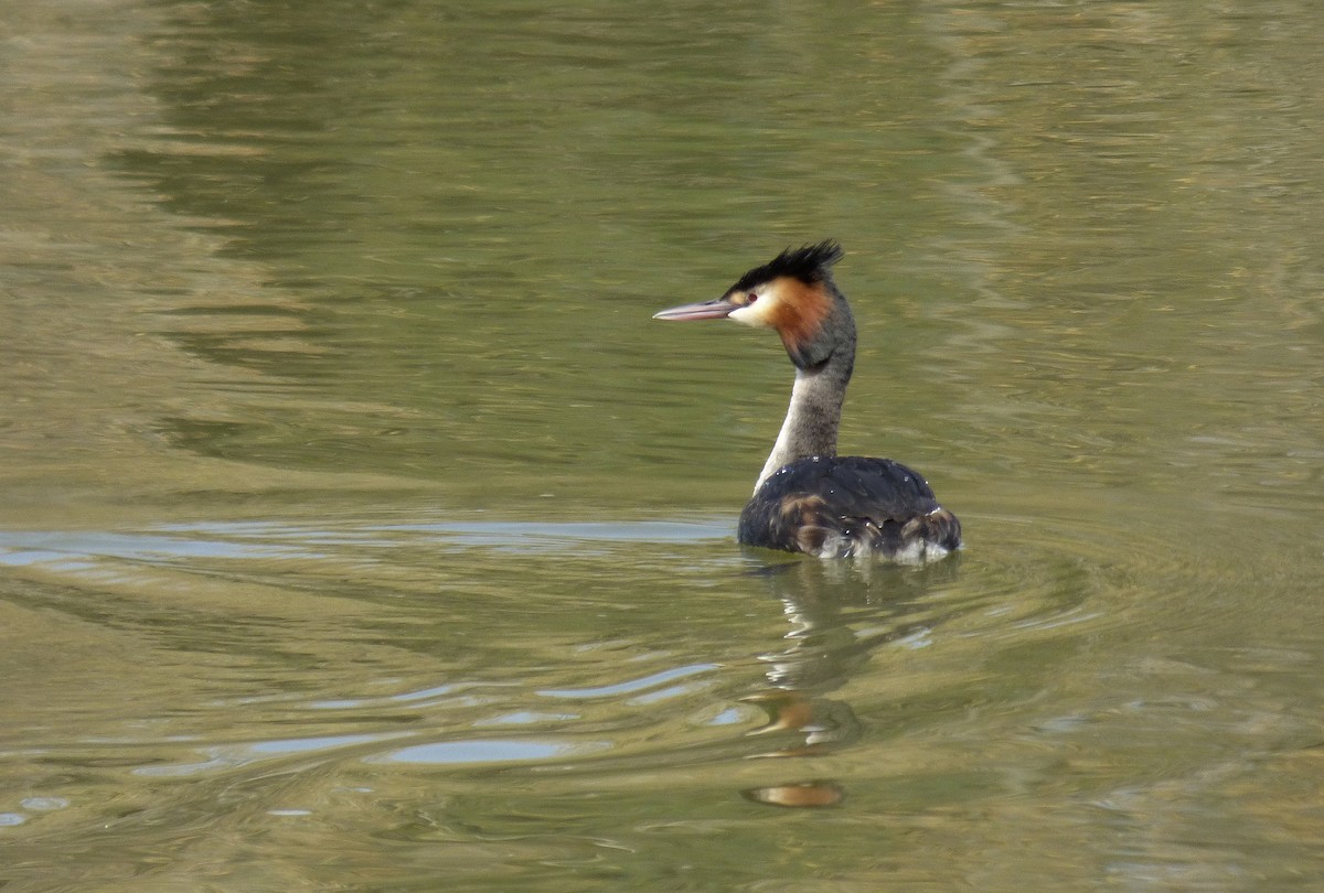 Great Crested Grebe - ML315048381