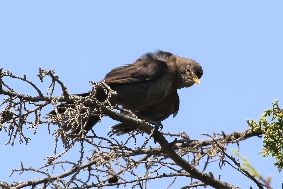 Eurasian Blackbird - Leonardo Rassu