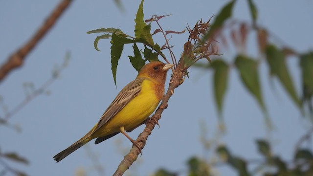 Red-headed Bunting - ML315052931