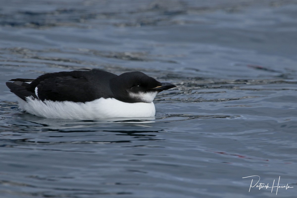 Thick-billed Murre - ML315056831
