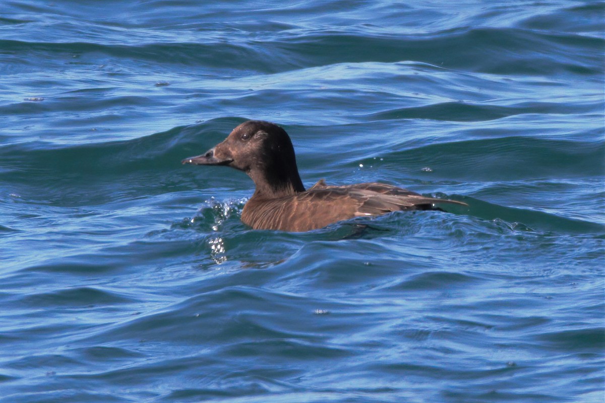 White-winged Scoter - Mitch (Michel) Doucet