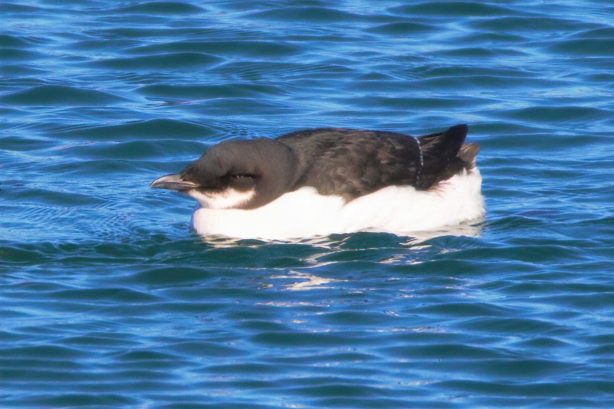 Thick-billed Murre - Mitch (Michel) Doucet