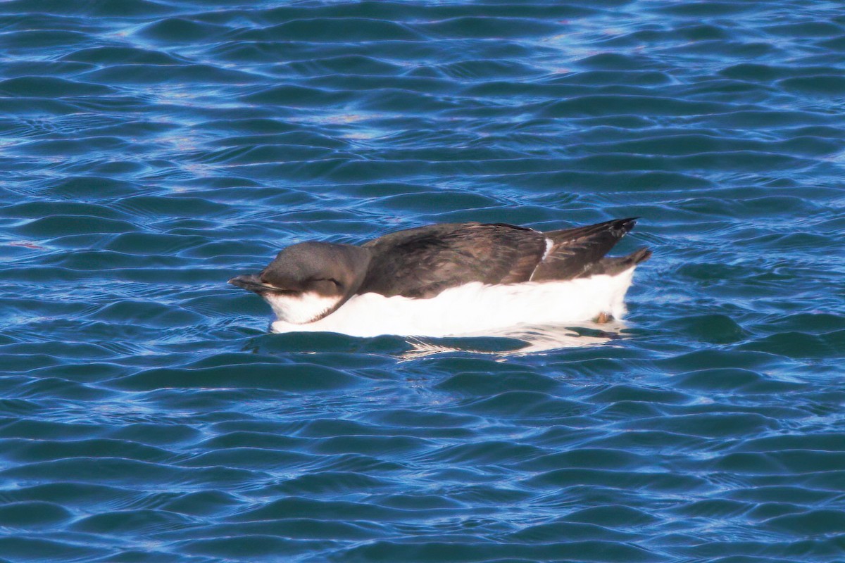 Thick-billed Murre - ML315058171