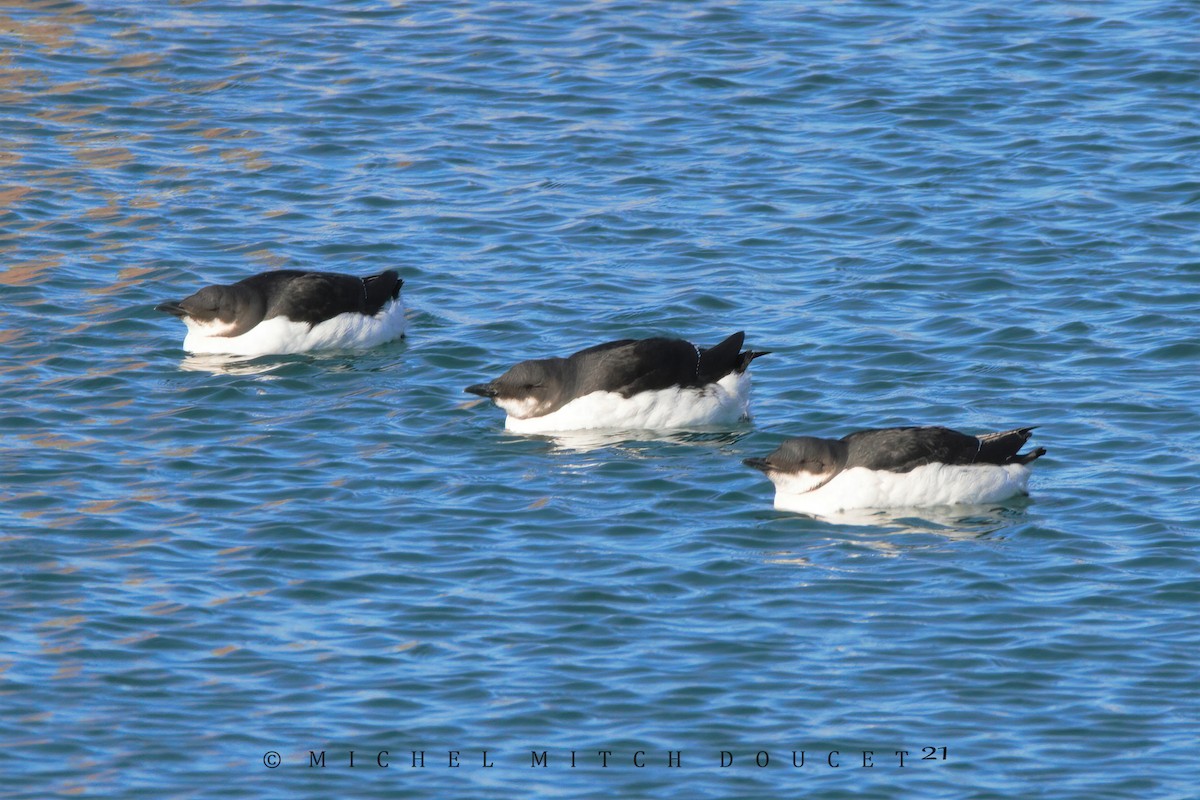 Thick-billed Murre - ML315058191