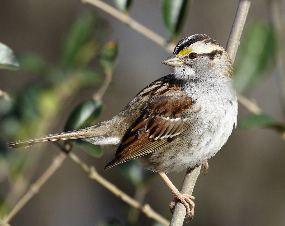 White-throated Sparrow - ML315059071