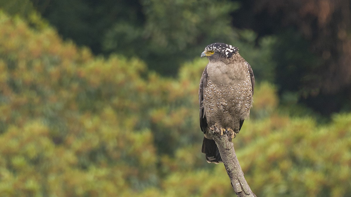 Crested Serpent-Eagle - ML315061881