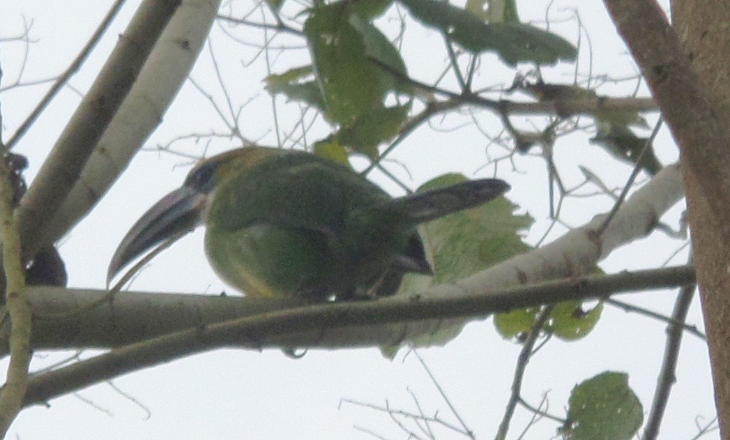 Groove-billed Toucanet - ML315072081