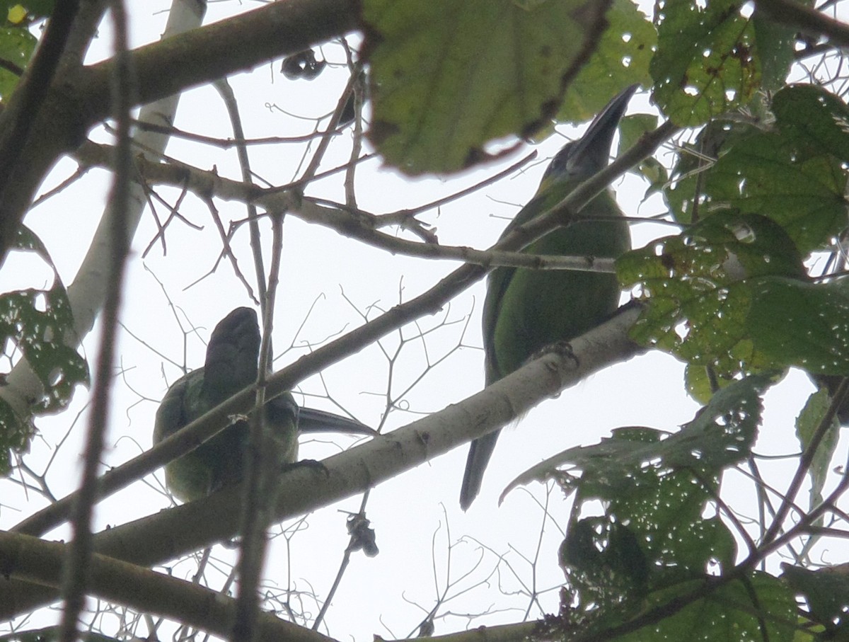 Groove-billed Toucanet - ML315072151