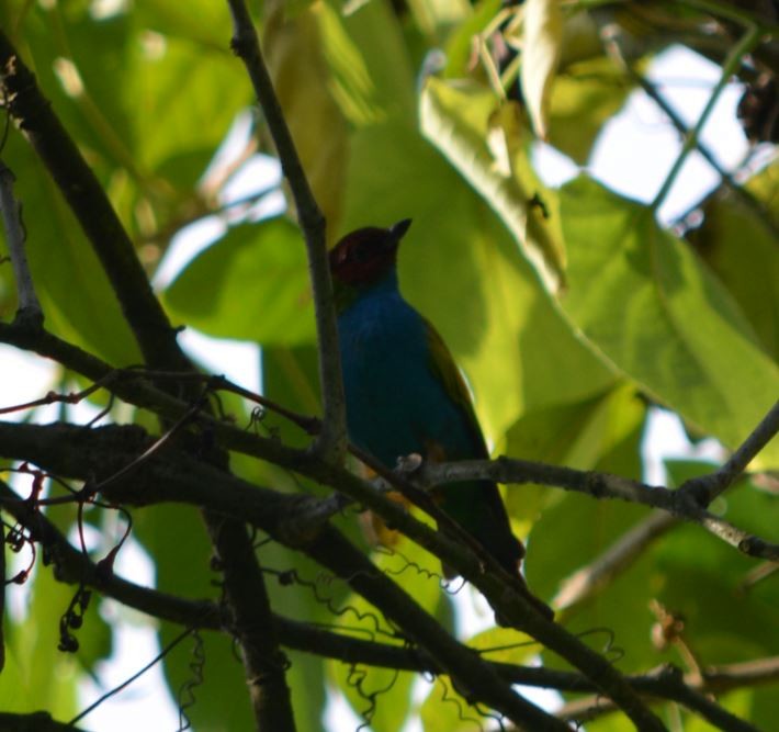 Bay-headed Tanager - ML31507451