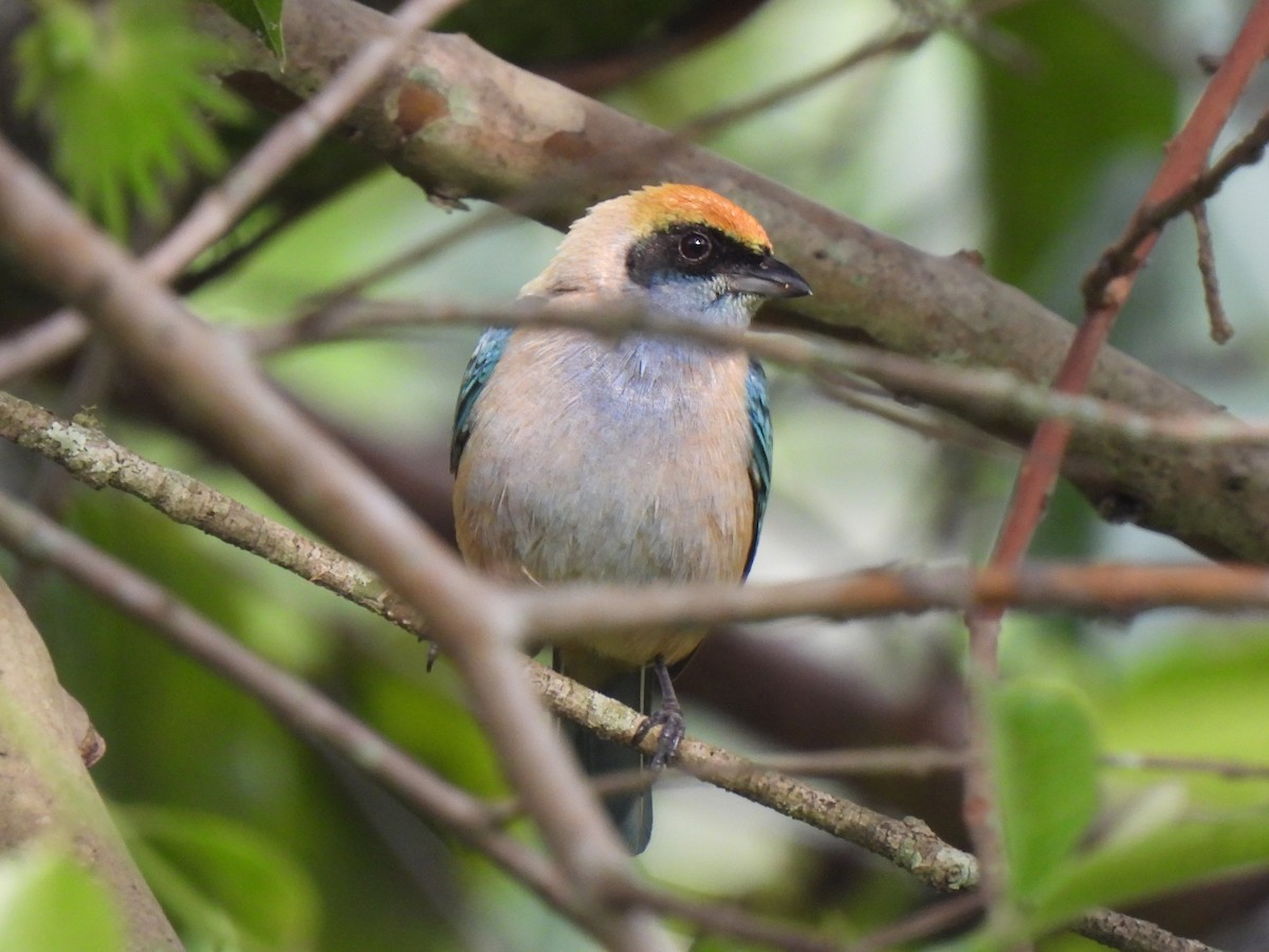 Burnished-buff Tanager (Rufous-crowned) - ML315074611