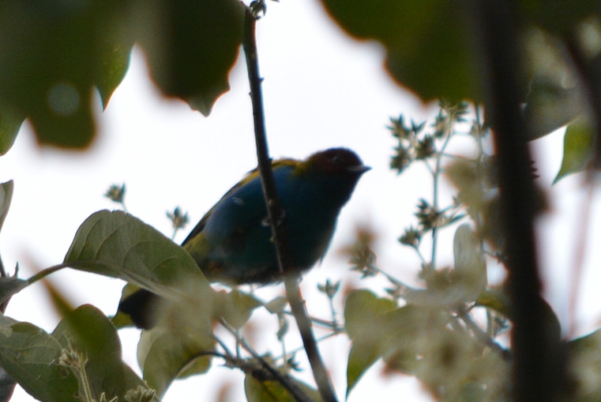 Bay-headed Tanager - ML31507471
