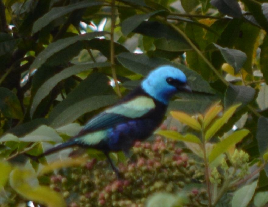 Blue-necked Tanager - ML31507671
