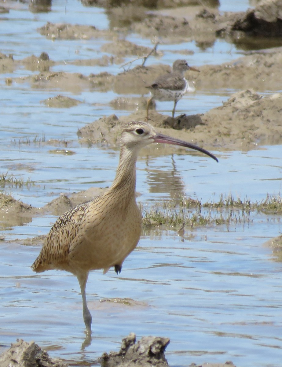 Long-billed Curlew - Christopher Pague