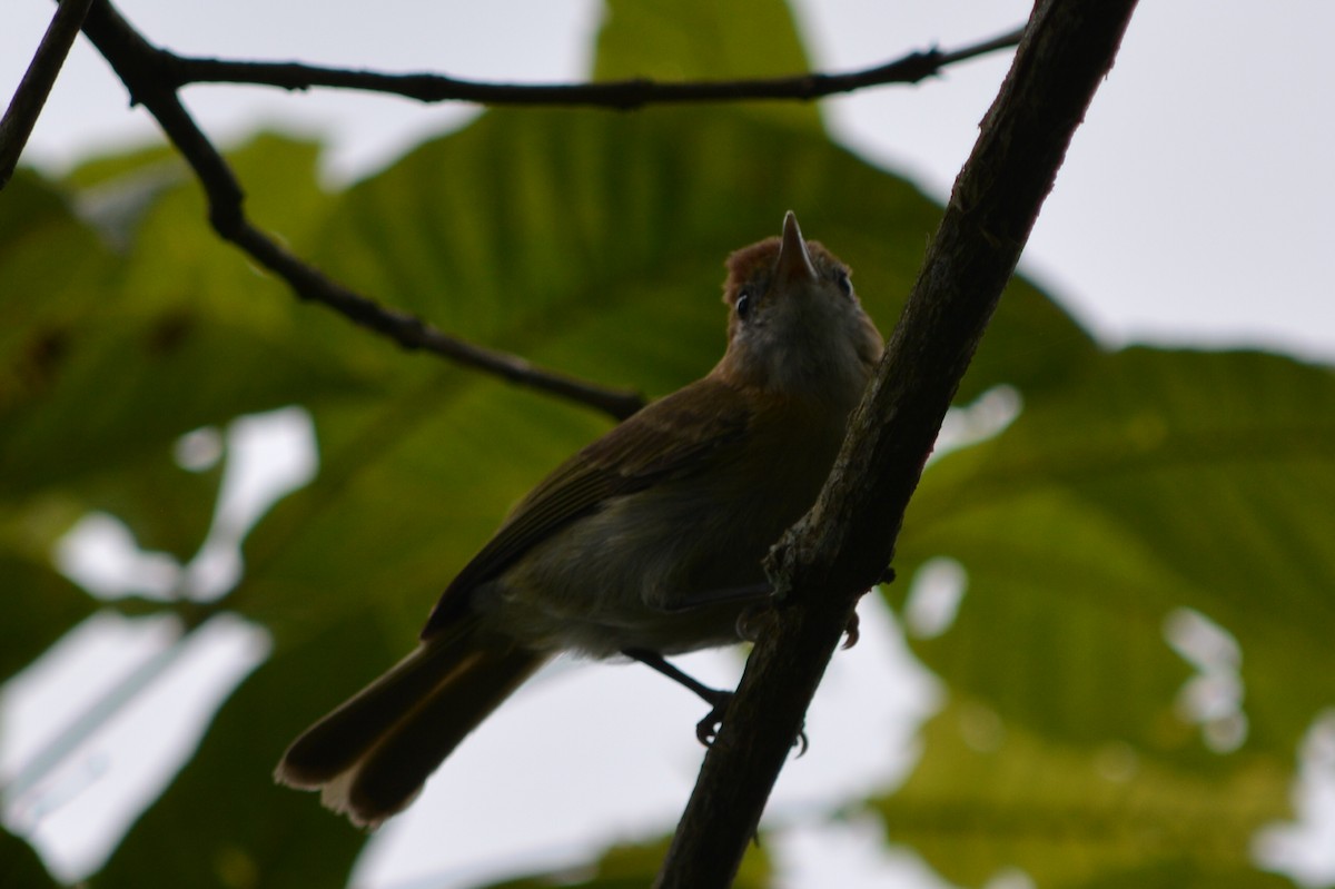 Rufous-naped Greenlet - ML31508171