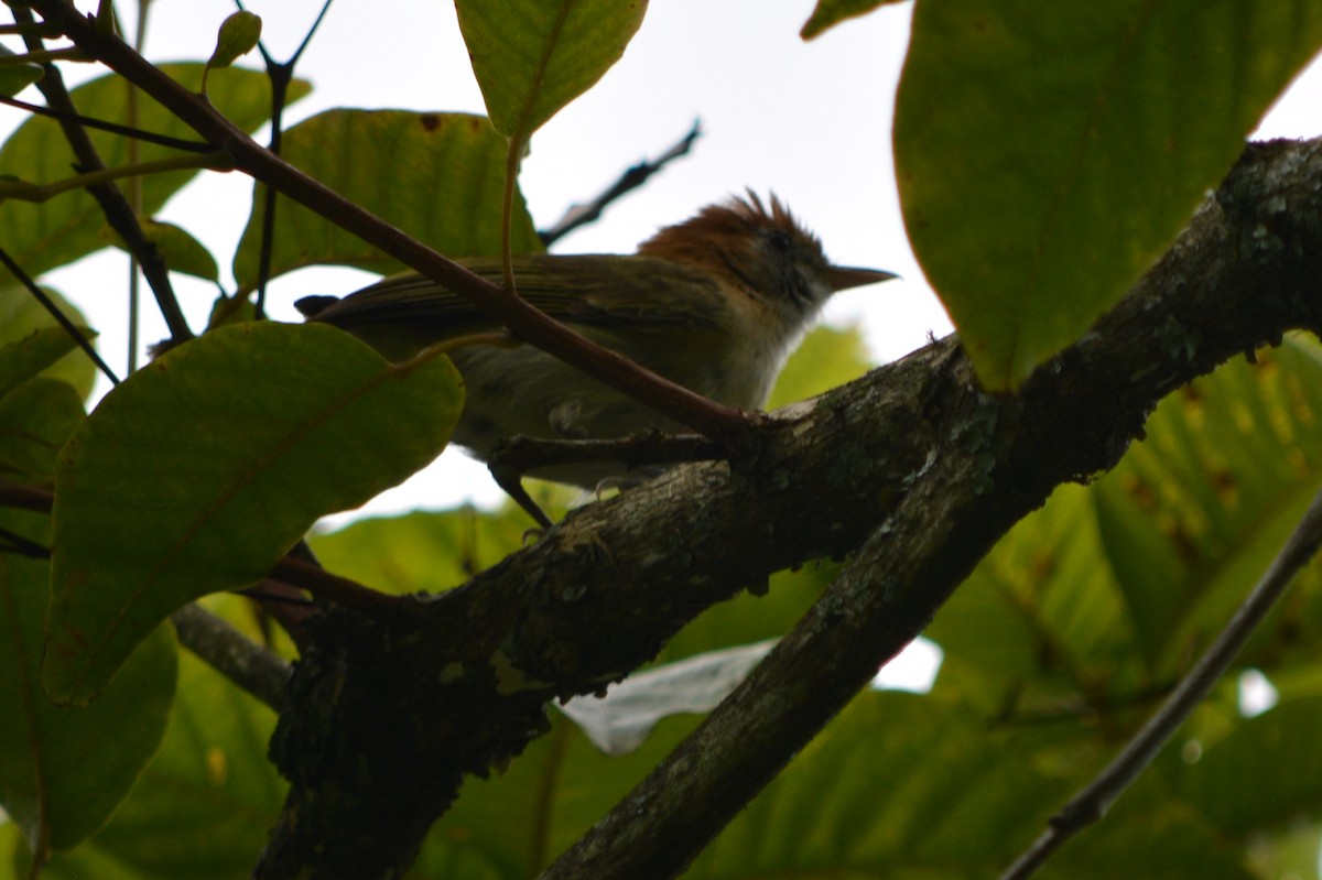 Rufous-naped Greenlet - ML31508181