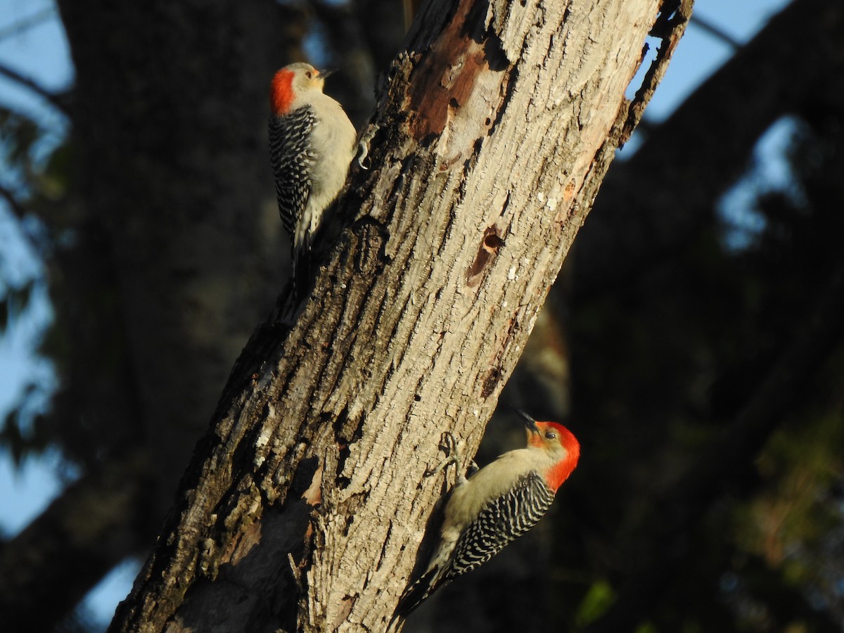 Red-bellied Woodpecker - ML315084341