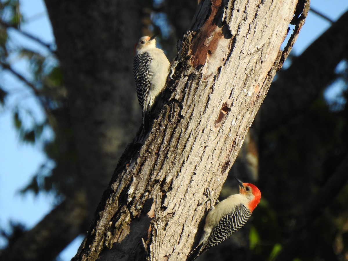 Red-bellied Woodpecker - Patricia Bazany