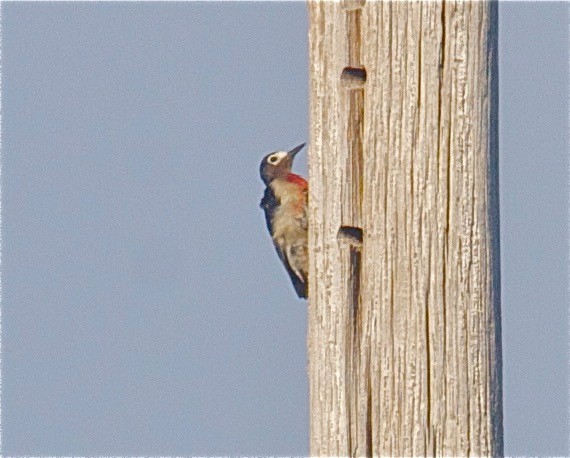 Puerto Rican Woodpecker - Karl Overman
