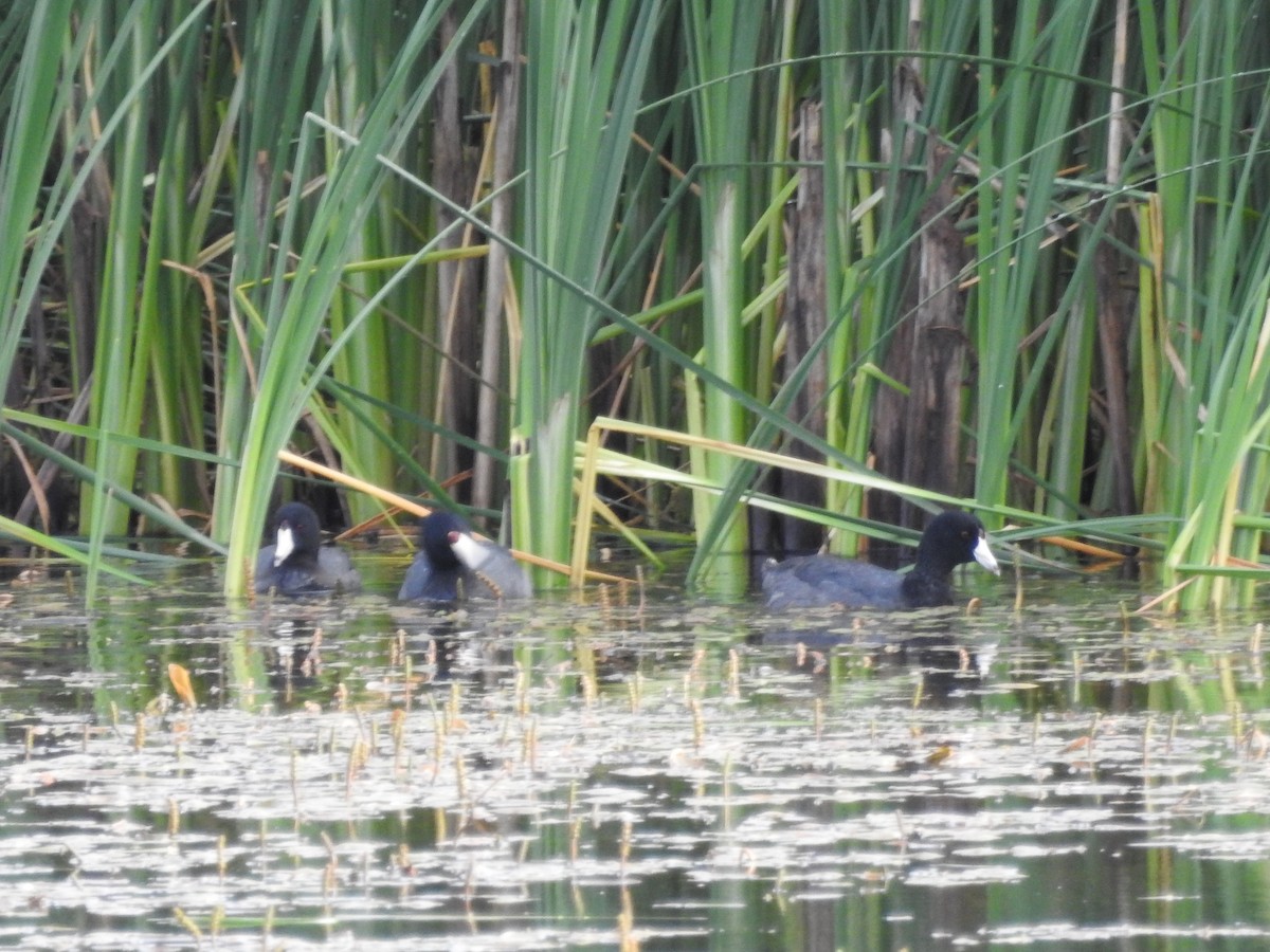 American Coot (Red-shielded) - ML31508691