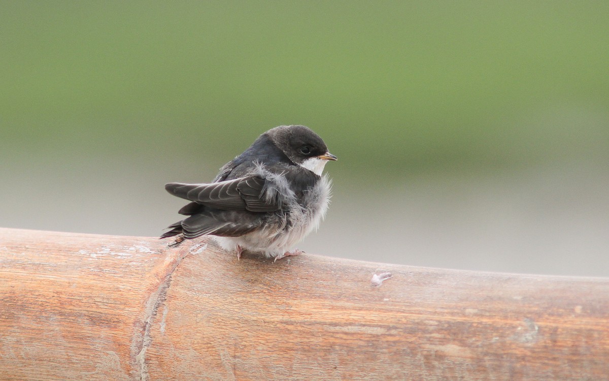 Blue-and-white Swallow - Uku Paal