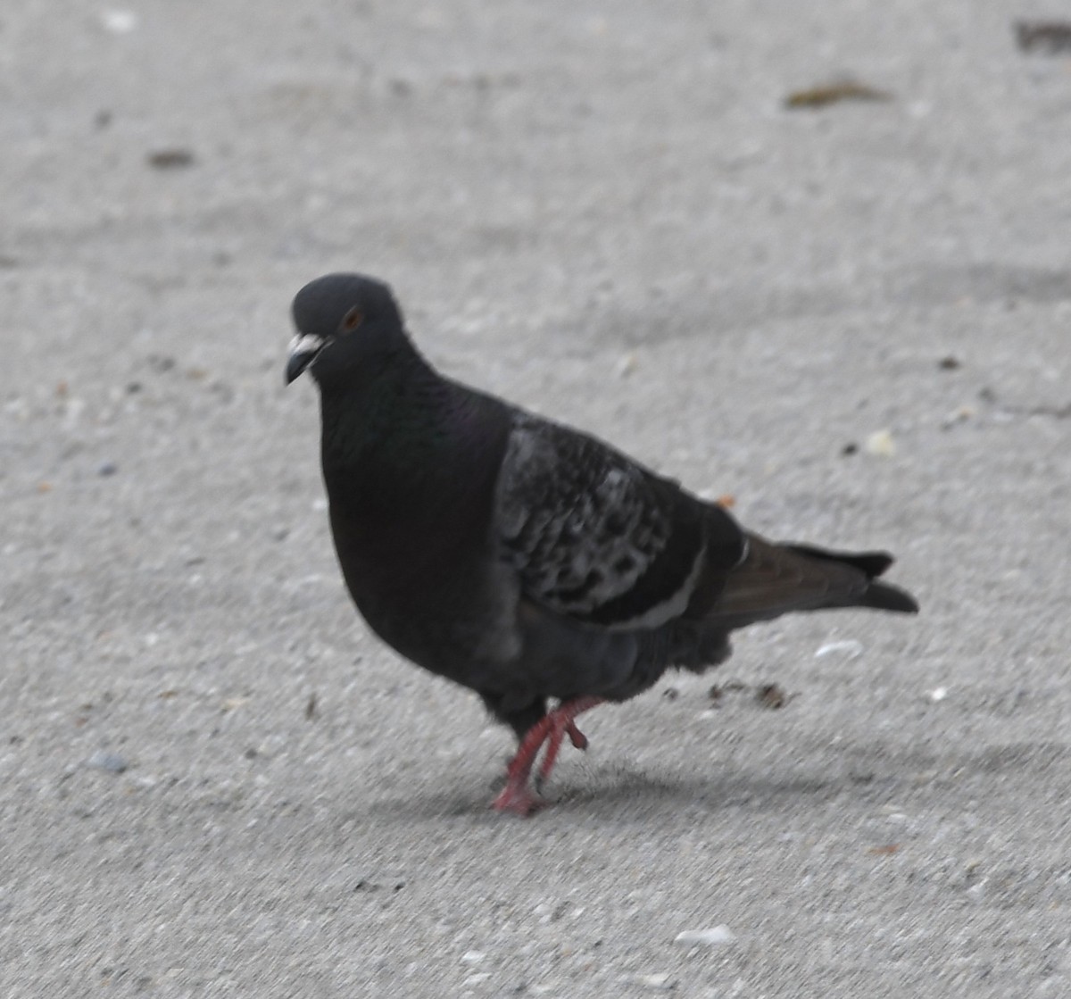 Rock Pigeon (Feral Pigeon) - ML315097401