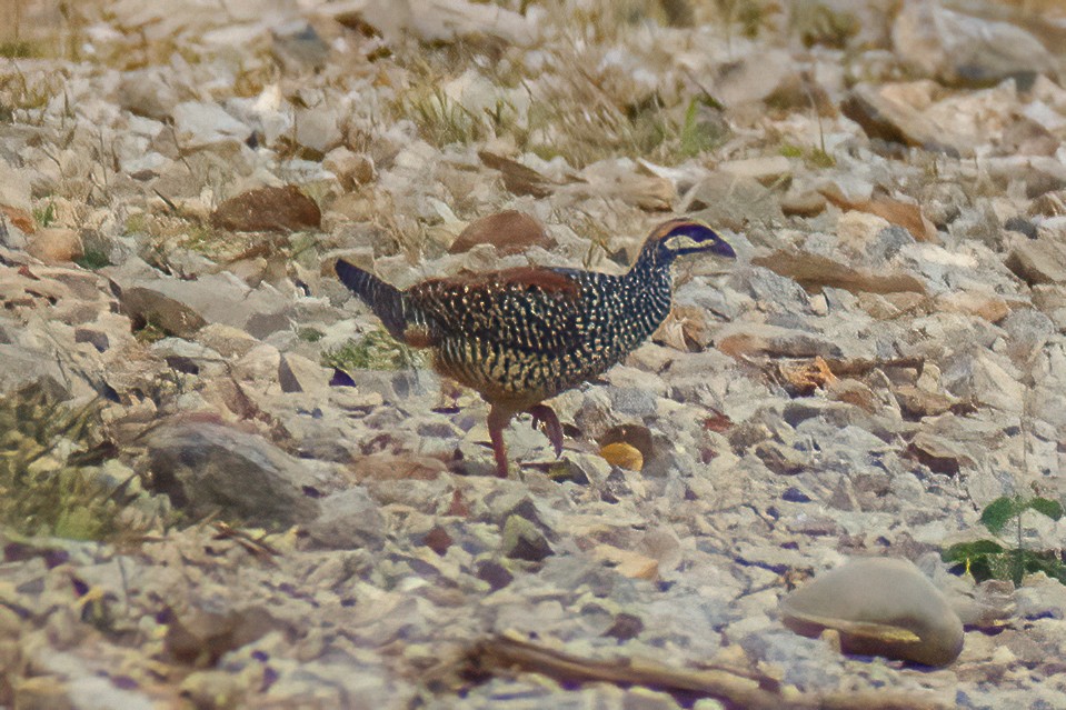 Chinese Francolin - ML315104501