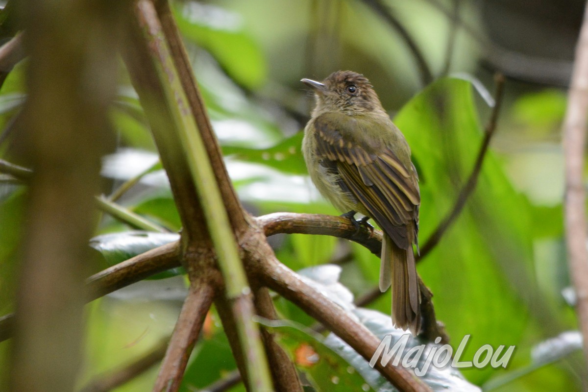 Sepia-capped Flycatcher - ML31511171