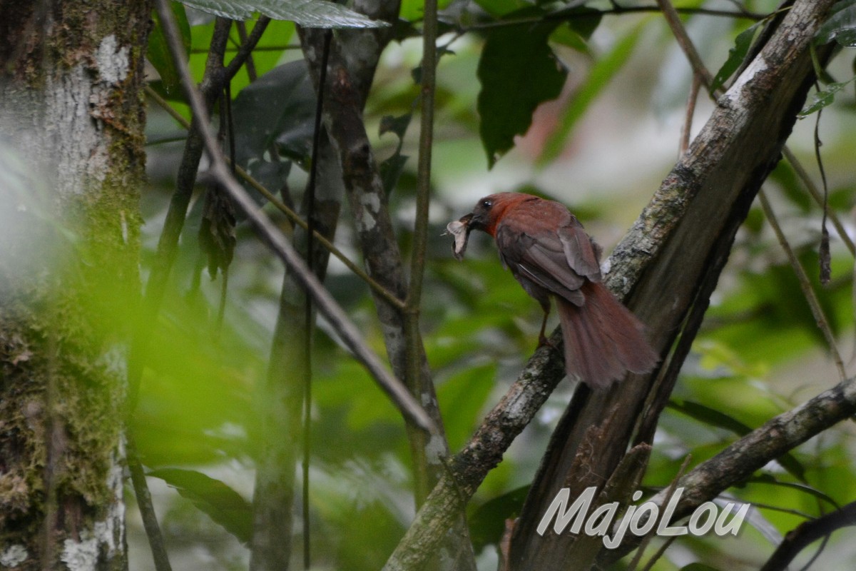 Red-throated Ant-Tanager - ML31511261