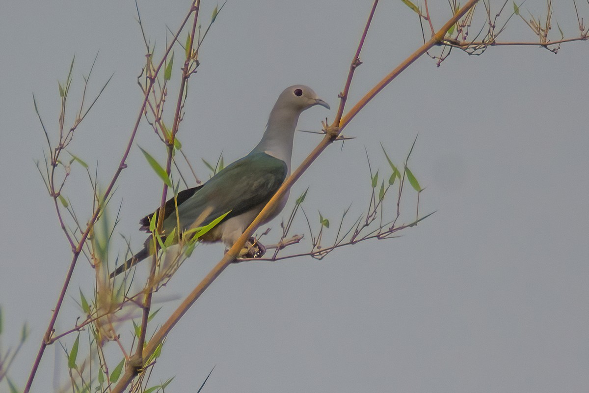Green Imperial-Pigeon - ML315112751