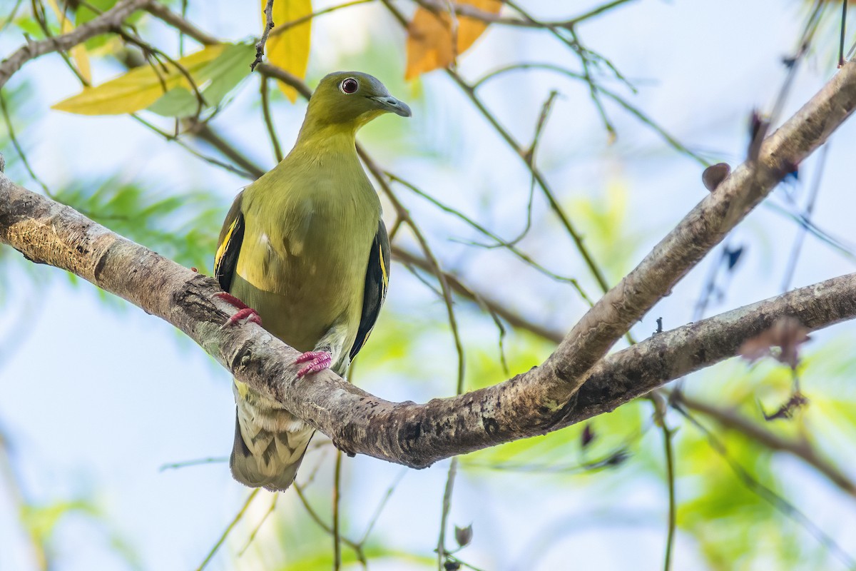 Thick-billed Green-Pigeon - ML315113801