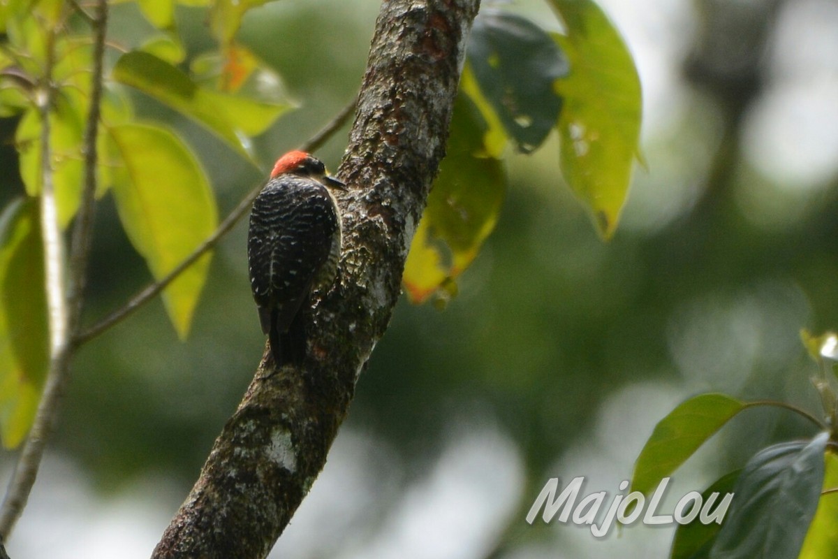 Black-cheeked Woodpecker - Maria Jose Lou