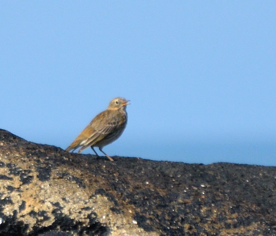 Meadow Pipit - ML315115991