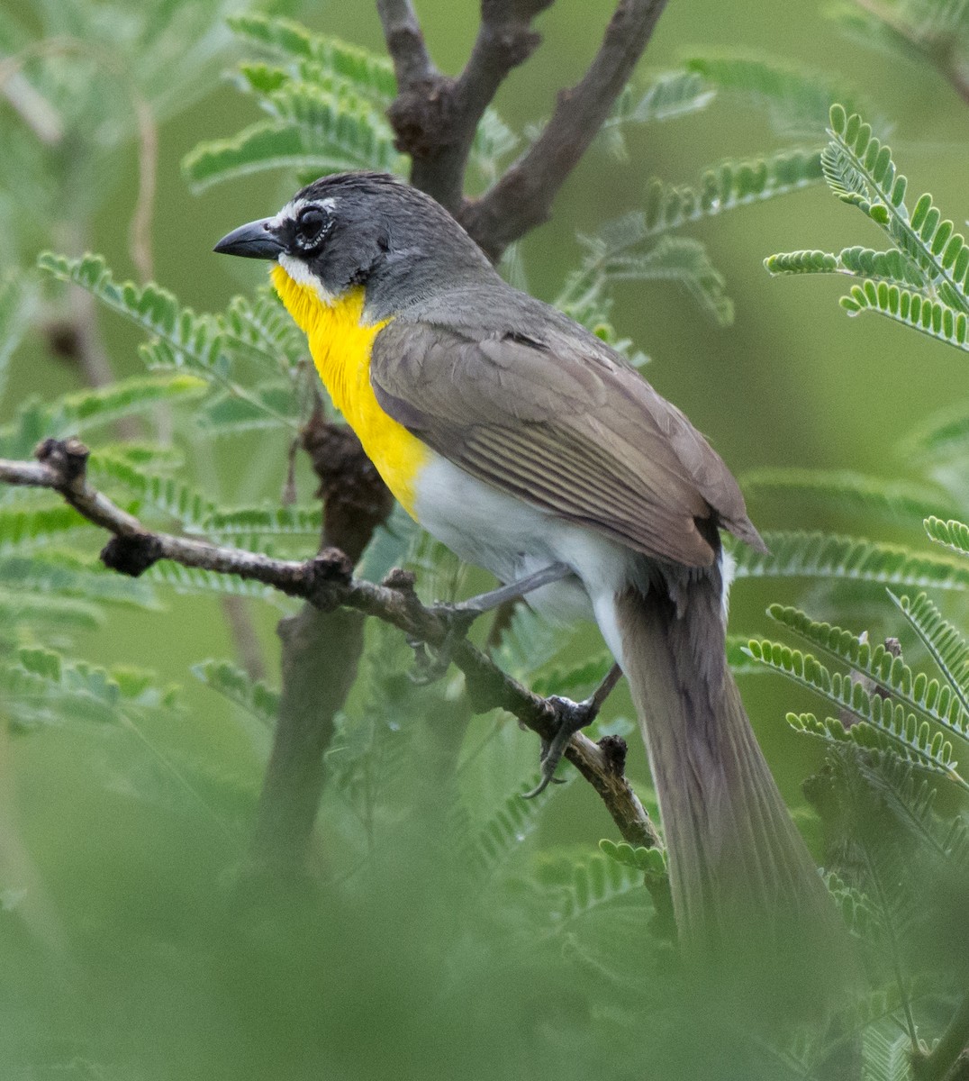 Yellow-breasted Chat - Gordon Karre