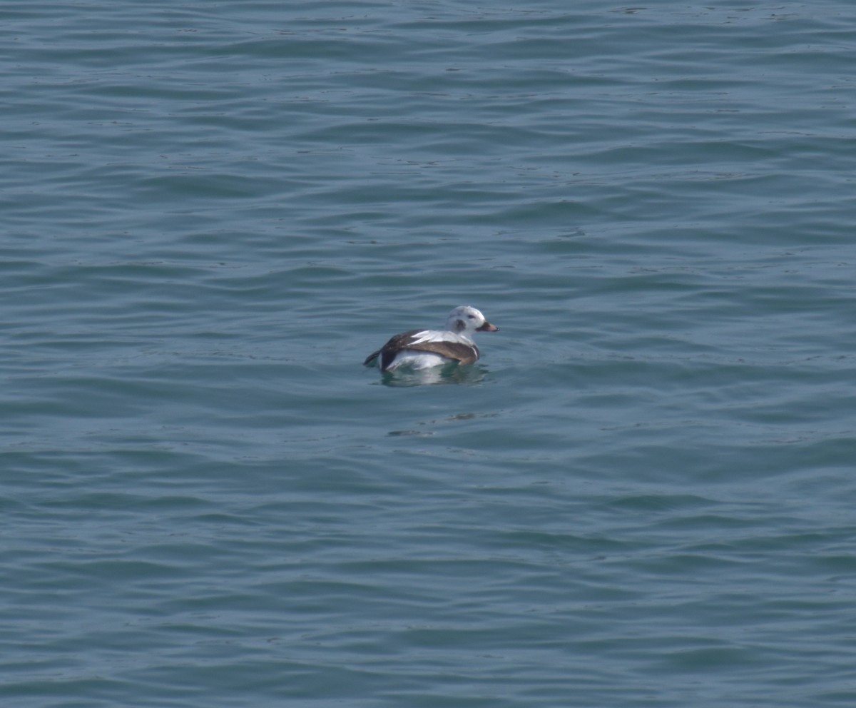 Long-tailed Duck - ML315117031