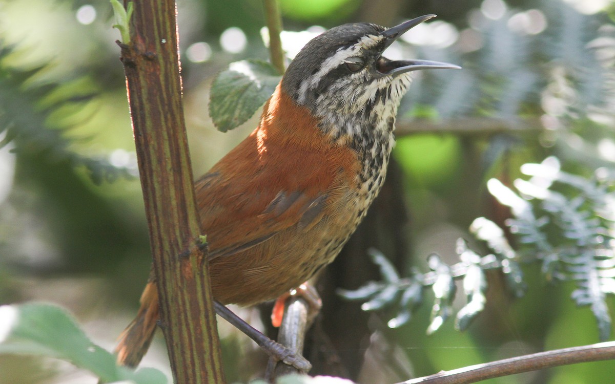 Inca Wren - ML315120681