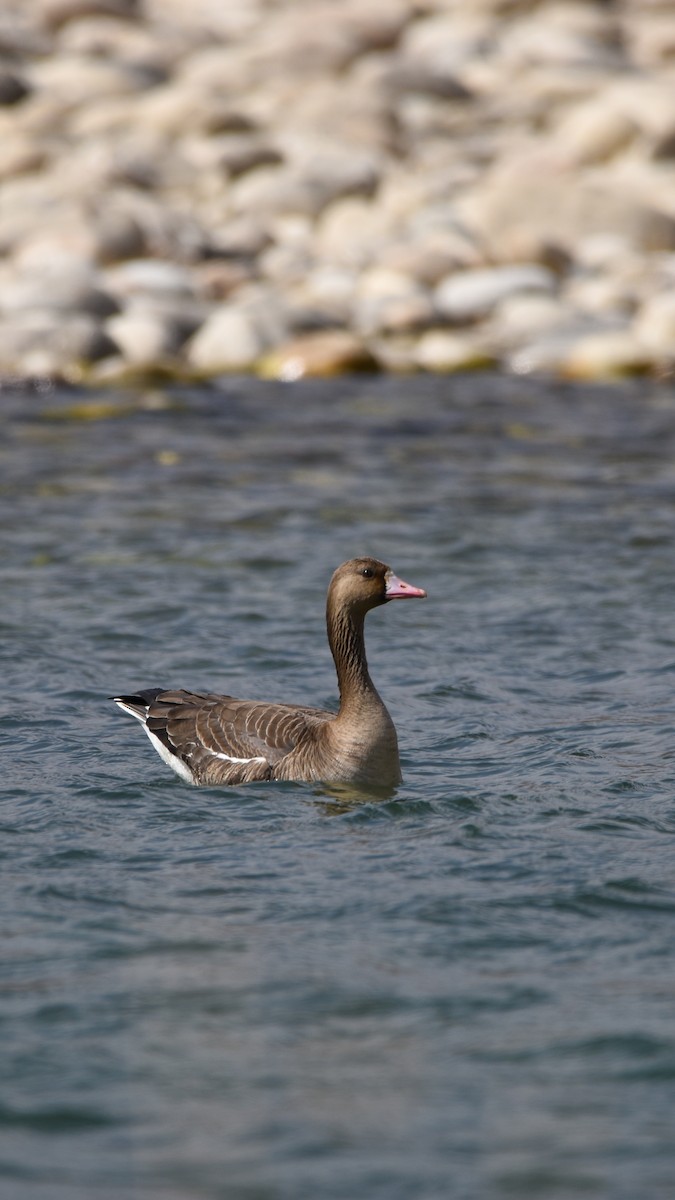 Greater White-fronted Goose - ML315121151