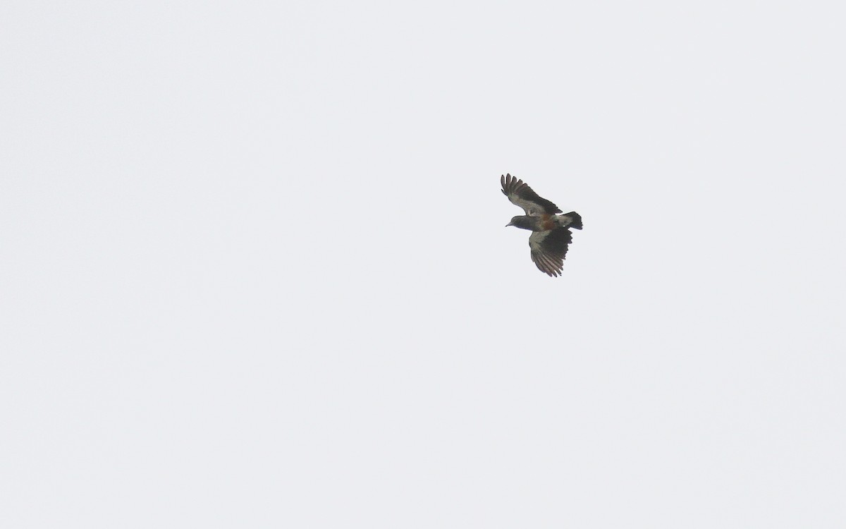 Swallow-winged Puffbird - Uku Paal