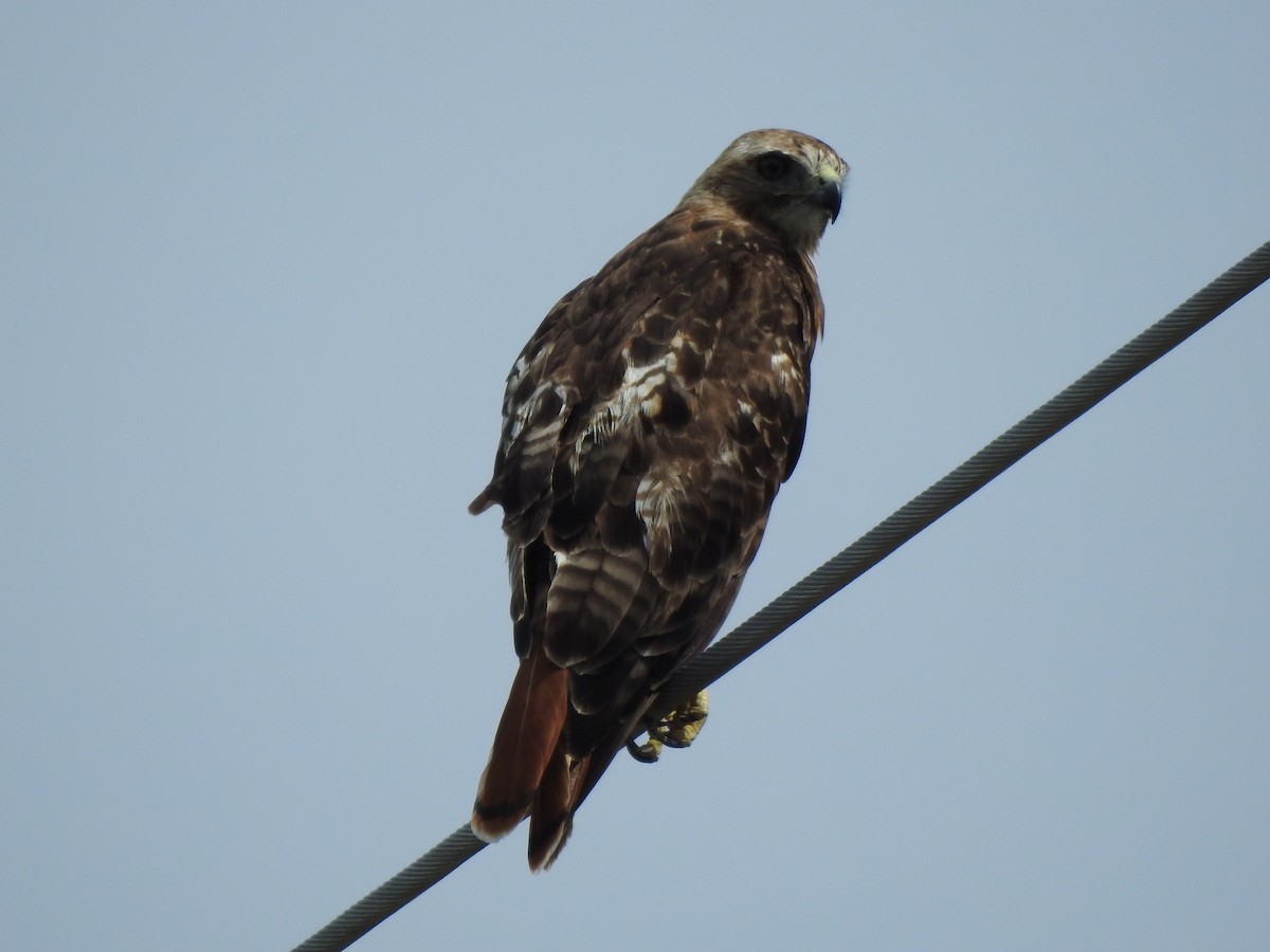 Red-tailed Hawk - ML31512841