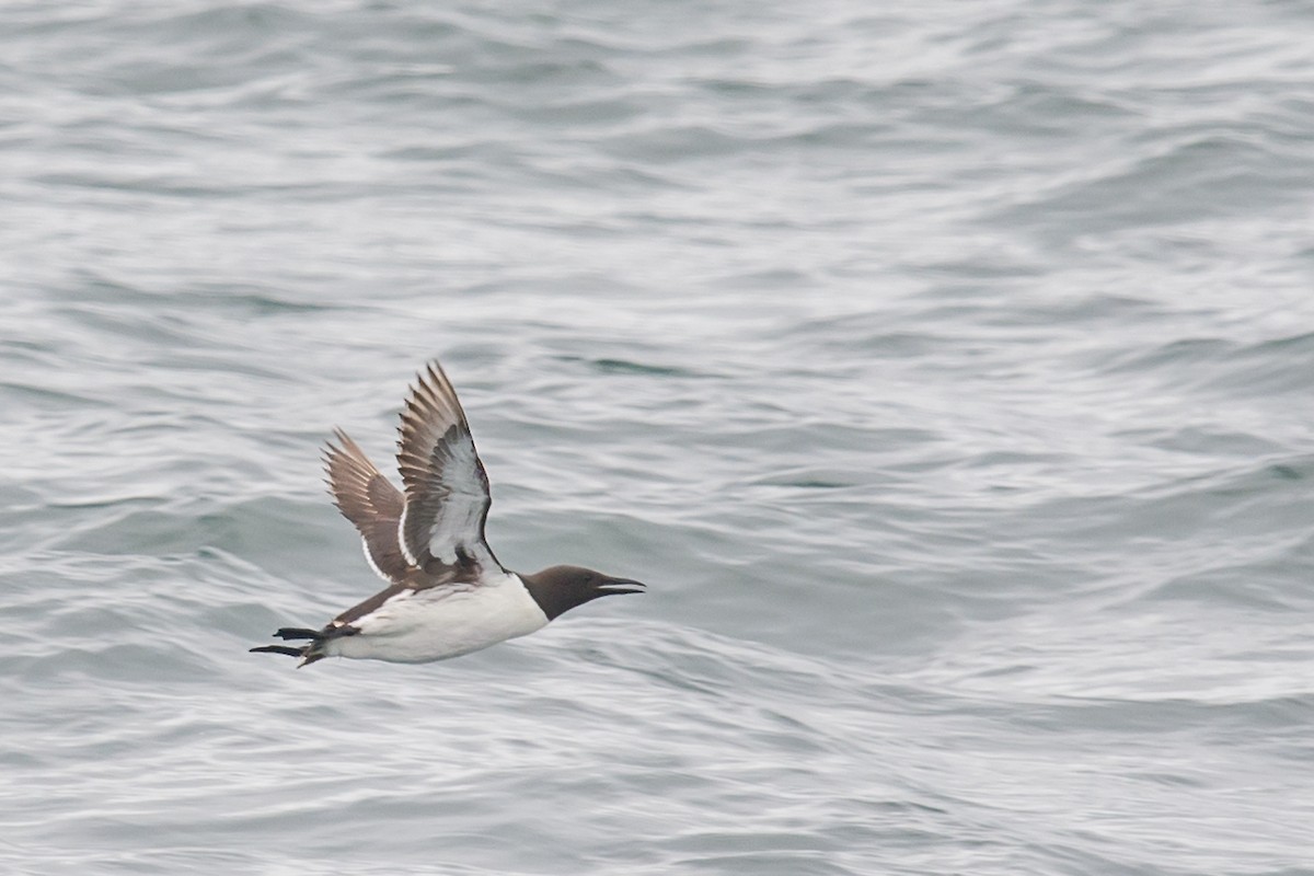 Common Murre - Mike Stewart