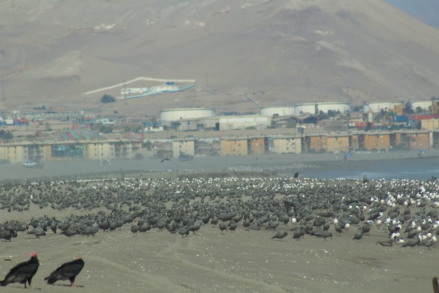 Non-breeding habitat; Arica y Parinacota, Chile. - Gray Gull - 