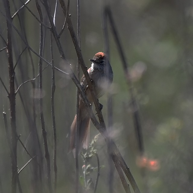 Pale-breasted Spinetail - Andrés Cecconi