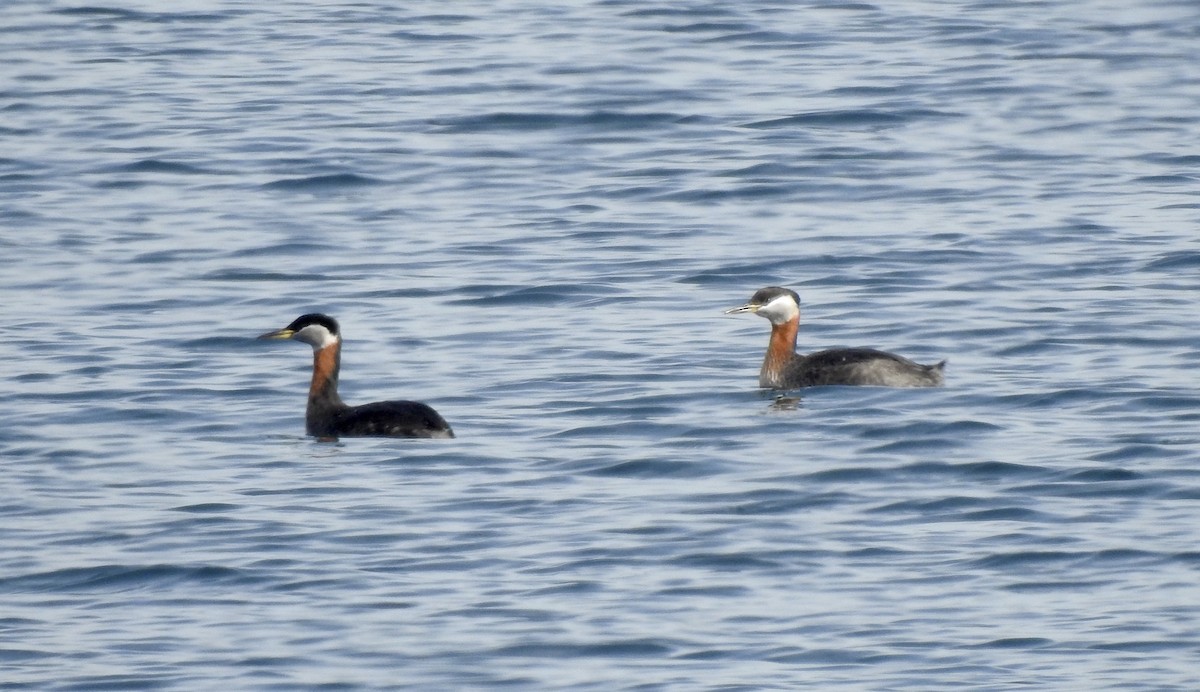 Red-necked Grebe - ML315144181